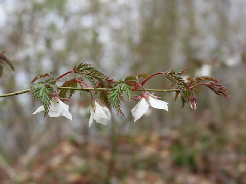 Rubus palmatus var. coptophyllus