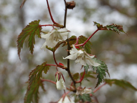 Rubus palmatus var. coptophyllus