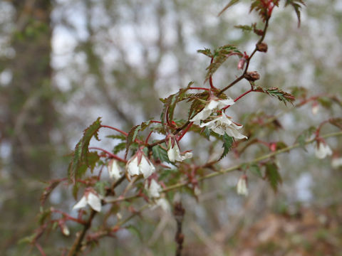 Rubus palmatus var. coptophyllus