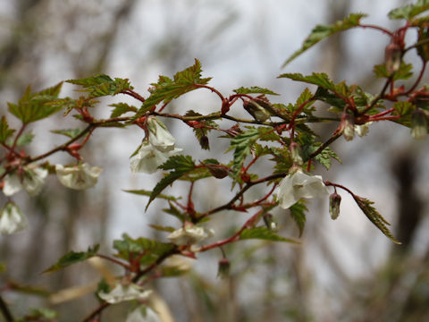 Rubus palmatus var. coptophyllus