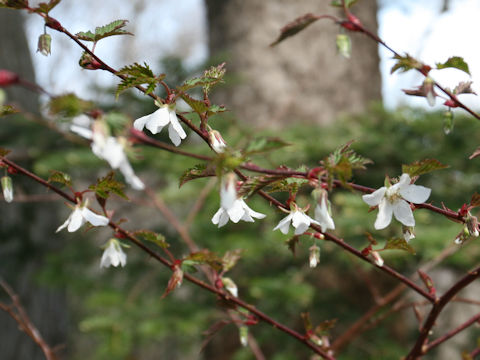 Rubus palmatus var. coptophyllus