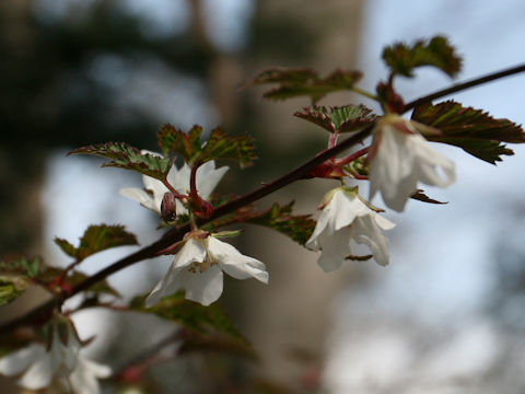 Rubus palmatus var. coptophyllus