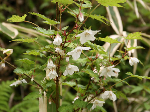 Rubus palmatus var. coptophyllus