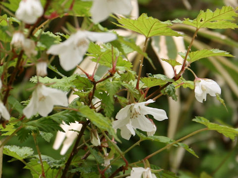 Rubus palmatus var. coptophyllus