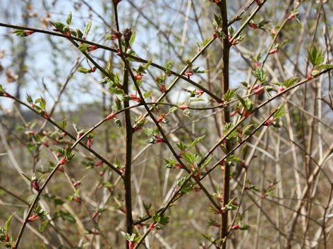 Rubus palmatus var. coptophyllus