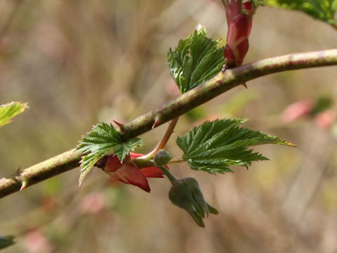 Rubus palmatus var. coptophyllus