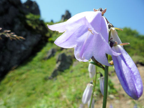 Adenophora perskiaefolia var. moiwana