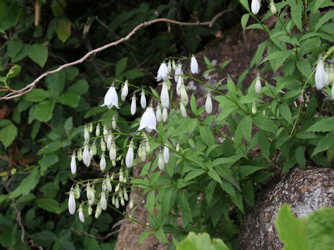 Adenophora perskiaefolia var. moiwana