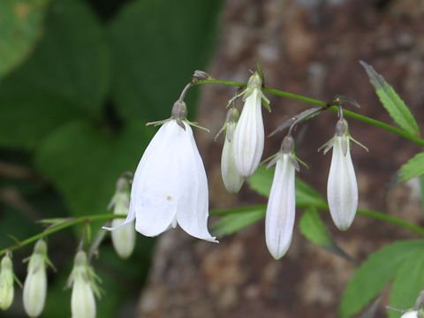 Adenophora perskiaefolia var. moiwana