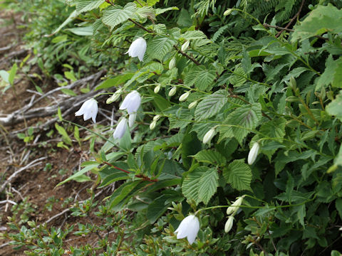 Adenophora perskiaefolia var. moiwana