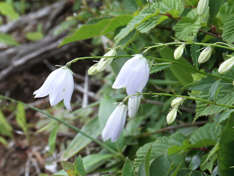 Adenophora perskiaefolia var. moiwana