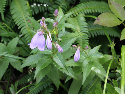 Adenophora perskiaefolia var. moiwana