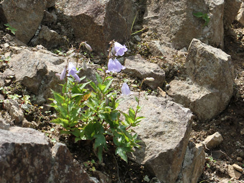 Adenophora perskiaefolia var. moiwana