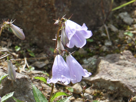 Adenophora perskiaefolia var. moiwana