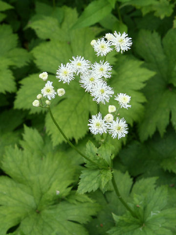 Trautvetteria caroliniensis var. japonica