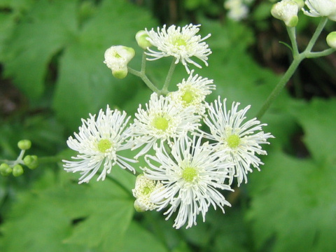 Trautvetteria caroliniensis var. japonica