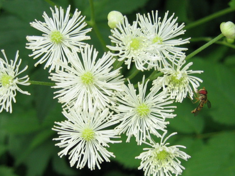 Trautvetteria caroliniensis var. japonica