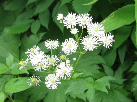 Trautvetteria caroliniensis var. japonica