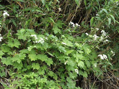 Trautvetteria caroliniensis var. japonica