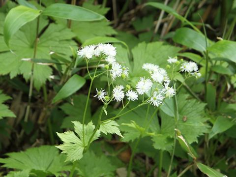 Trautvetteria caroliniensis var. japonica