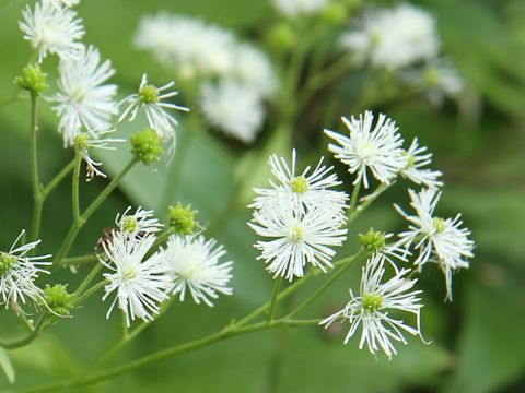 Trautvetteria caroliniensis var. japonica