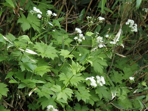 Trautvetteria caroliniensis var. japonica