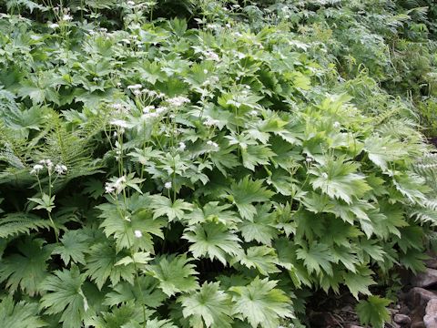 Trautvetteria caroliniensis var. japonica