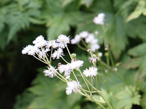 Trautvetteria caroliniensis var. japonica