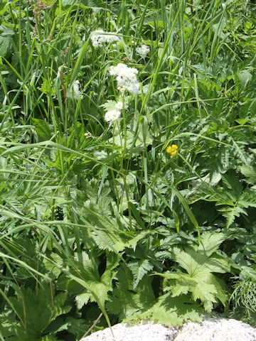 Trautvetteria caroliniensis var. japonica