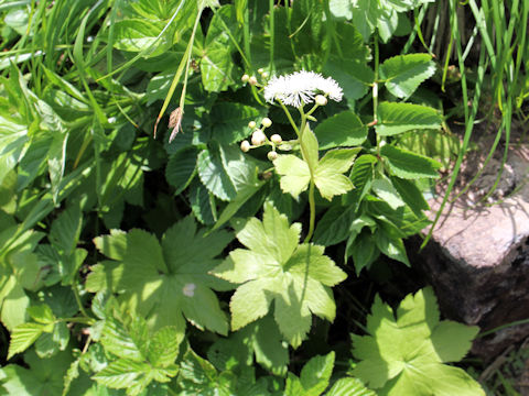 Trautvetteria caroliniensis var. japonica