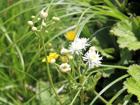 Trautvetteria caroliniensis var. japonica