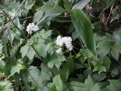 Trautvetteria caroliniensis var. japonica