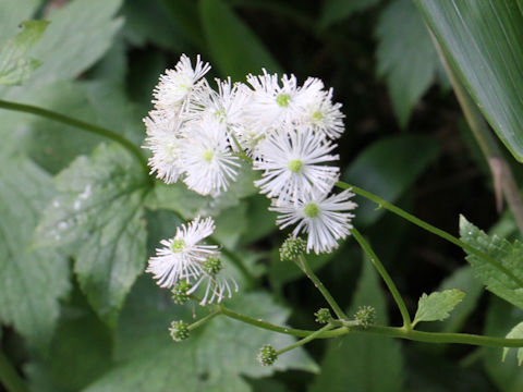 Trautvetteria caroliniensis var. japonica