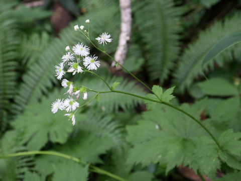 Trautvetteria caroliniensis var. japonica