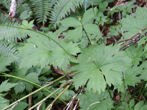 Trautvetteria caroliniensis var. japonica