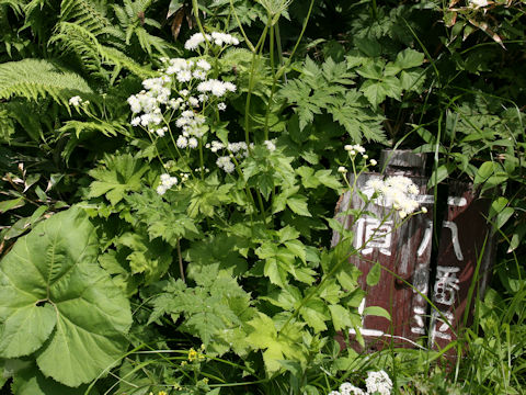 Trautvetteria caroliniensis var. japonica