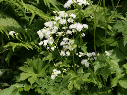 Trautvetteria caroliniensis var. japonica