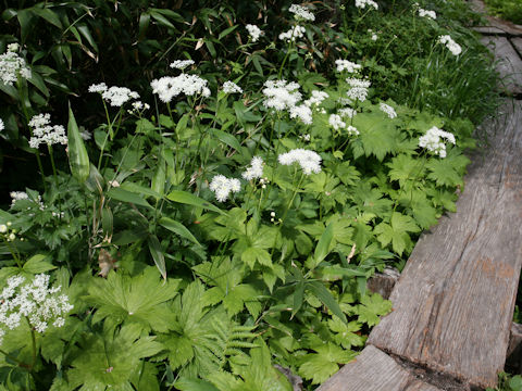 Trautvetteria caroliniensis var. japonica