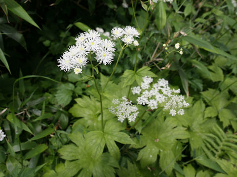 Trautvetteria caroliniensis var. japonica