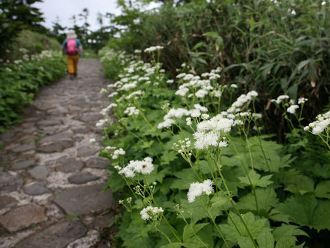 Trautvetteria caroliniensis var. japonica