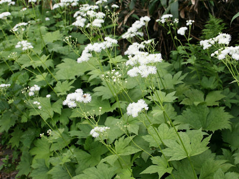 Trautvetteria caroliniensis var. japonica