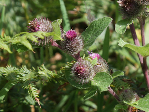 Saussurea lappa