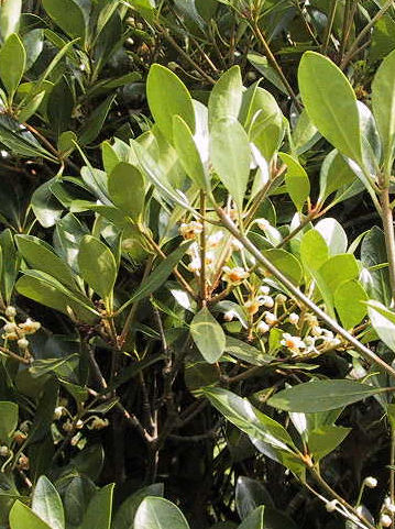 Ternstroemia gymnanthera