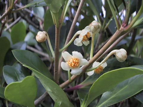 Ternstroemia gymnanthera