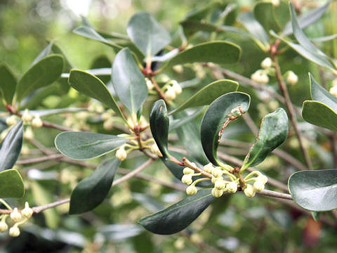 Ternstroemia gymnanthera