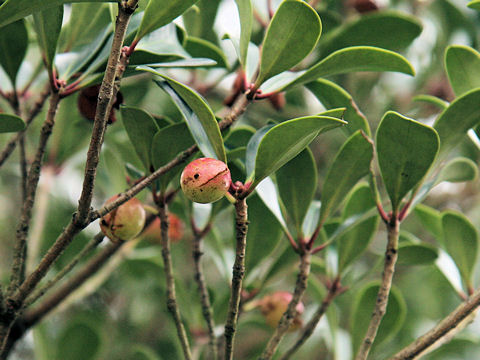 Ternstroemia gymnanthera