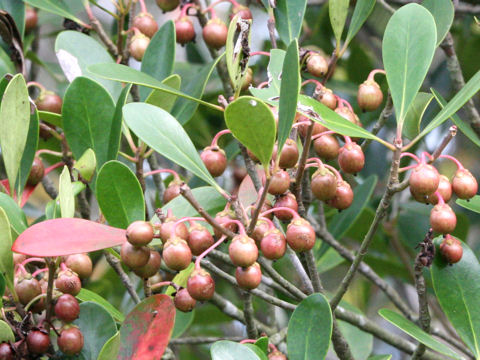 Ternstroemia gymnanthera