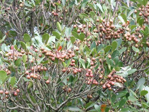 Ternstroemia gymnanthera