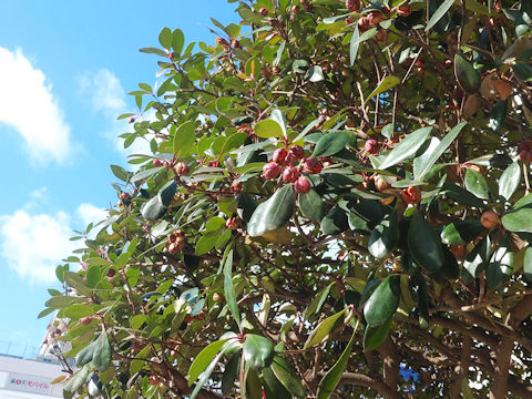 Ternstroemia gymnanthera