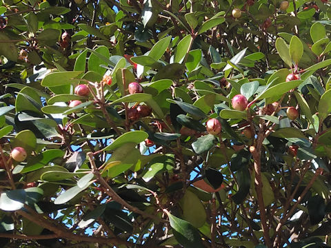 Ternstroemia gymnanthera